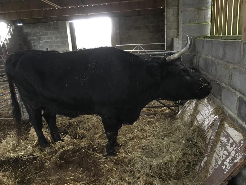 Aunt Dotty in the barn recuperating