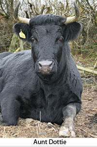 Aunt Dotty the Ethical Cow