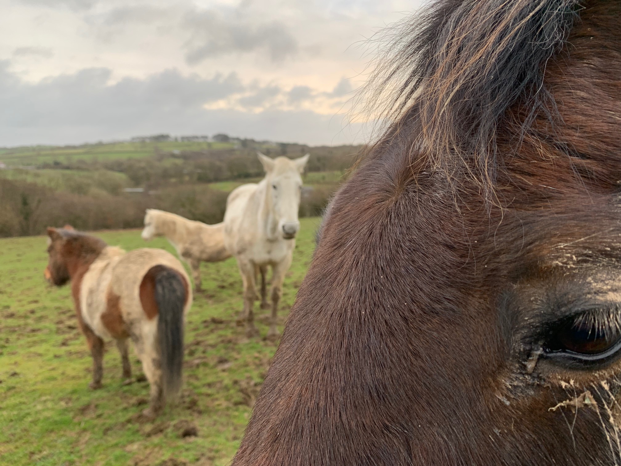 Four of our rescue Ponies