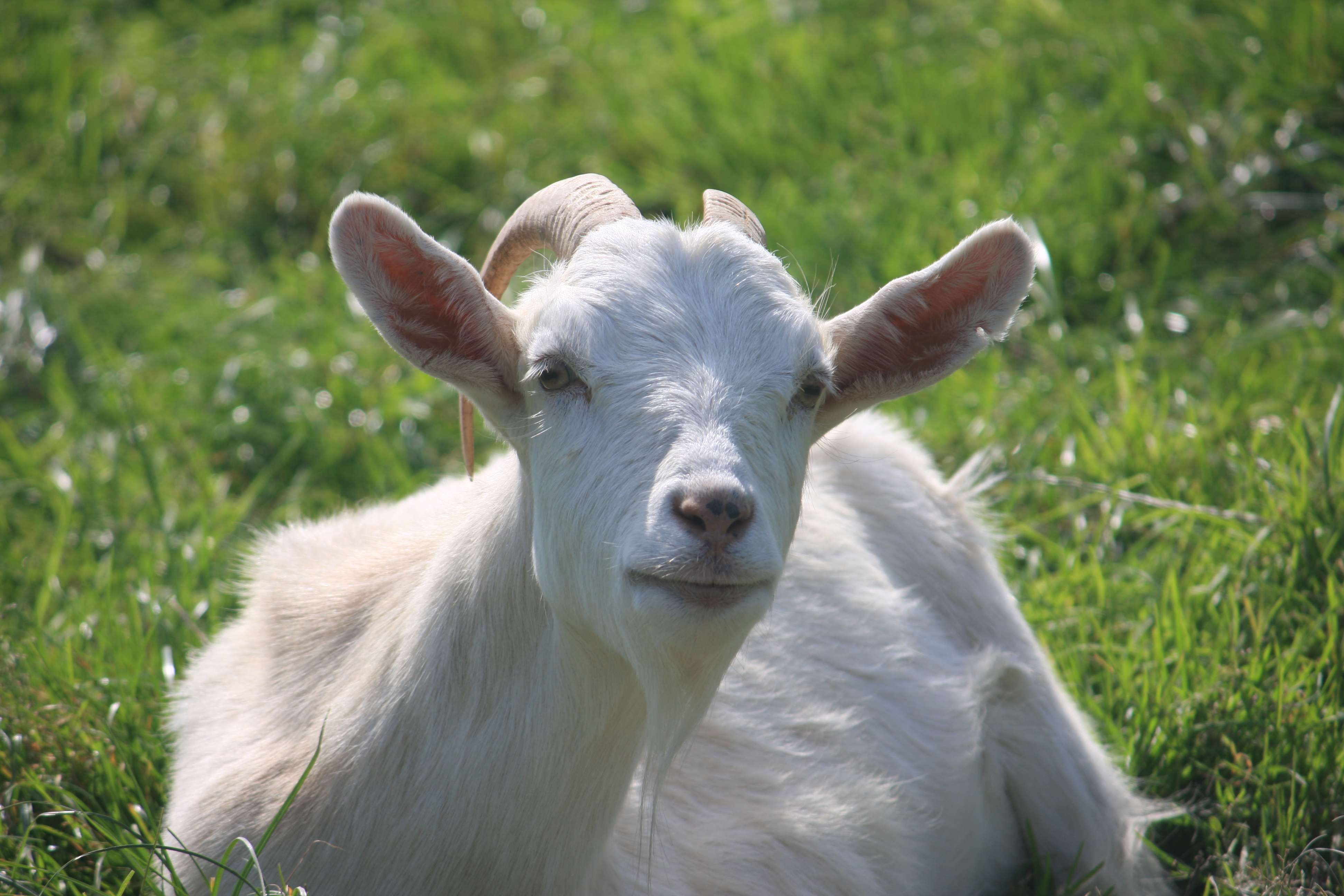 Trouble the Goat